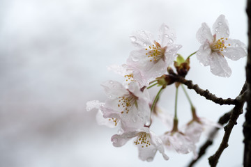 水滴のついたソメイヨシノの花のアップ