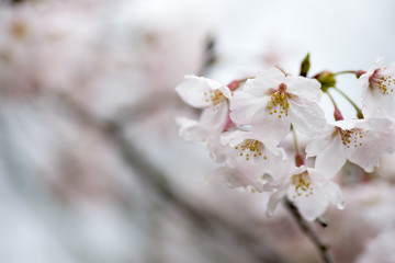 水滴のついたソメイヨシノの花のアップ