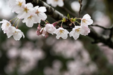花のボケをバックにソメイヨシノの花