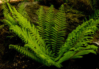 green fern leaves