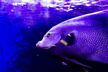 Fish on marine life aquarium