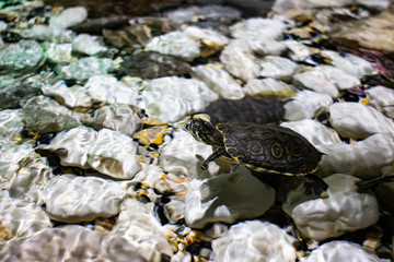 Japanese tortoise on aquarium