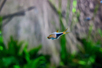 Tropical fish on aquarium