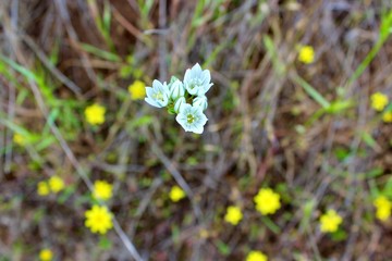 wild flowers in spring