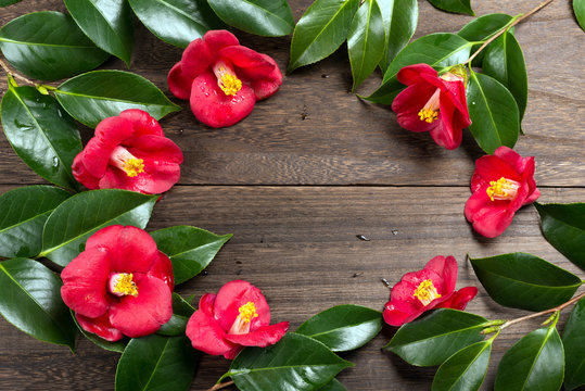 藪椿 Images Browse 193 Stock Photos Vectors And Video Adobe Stock