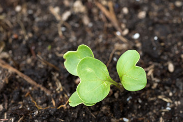 ダイコンの芽