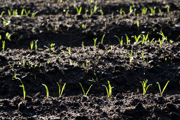 畑に並んだホウレンソウの芽