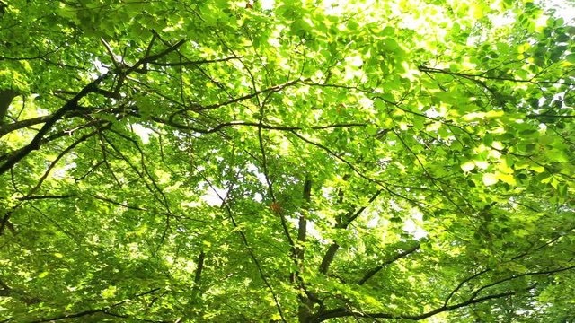 Camera rotation inside green dense treetops on a sunny spring season.