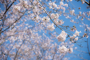 ボケをバックにソメイヨシノの枝と花