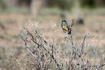A Cassin’s Kingbird perches in a bare bush in New Mexico’s high desert in spring