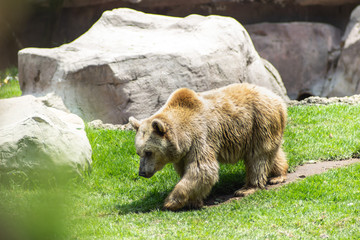Bear on zoo