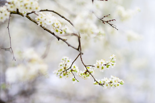 Close-up photo of blossom apple tree in sunny garden