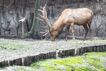 Deer on zoo