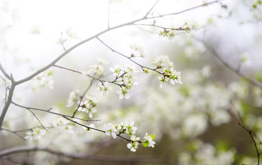 Close-up photo of blossom apple tree in sunny garden