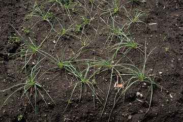 畑のラッキョウの葉