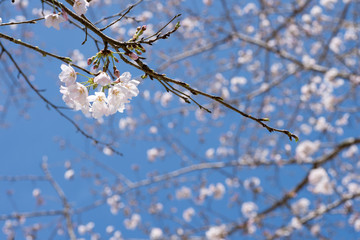 ボケをバックに青空の下のソメイヨシノの花