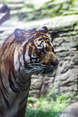 Bengal tiger on zoo