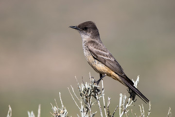 A Say’s Phoebe in the high desert of New Mexico in spring