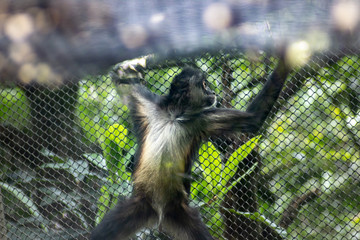 Spider monkey on zoo