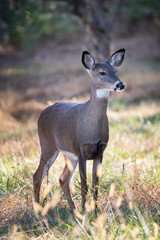 Portrait of a female deer in a meadow in Wyomissing Park, PA