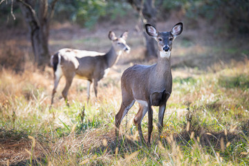 Naklejka na ściany i meble A pair of female deer in a meadow in Wyomissing Park, PA