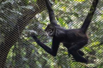 Spider monkey on zoo