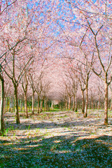 A beautiful path covered by pink cherry blossom. Spring in the park