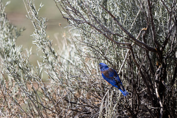 Western Bluebird in New Mexico's high desert in spring