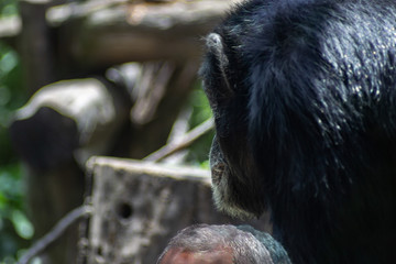 Chimpanzee on zoo