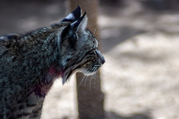 Lynx on zoo
