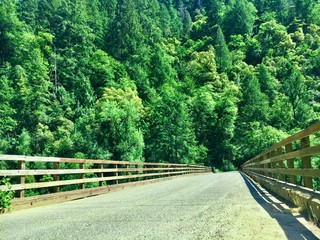 Fototapeta premium road in the forest
