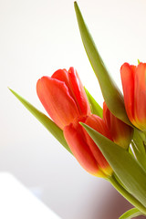 Naklejka premium bouquet of red and yellow tulips with green leaves