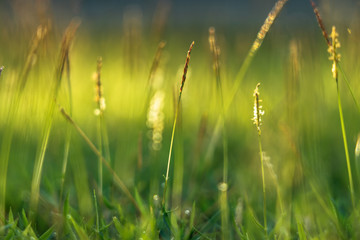 green grass and sun