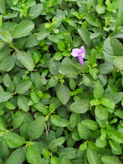 A purple flower in the field.