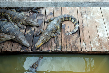 Crocodile in cage  bask  the sun