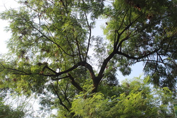 Trees and parks on the side of the road in the city of Jakarta.
Conditions are quiet due to the corona virus pandemic.