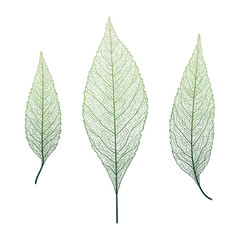 Fototapeta premium Set leaves of green on white. Leaf veins. Vector illustration. EPS 10.