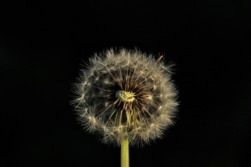 Dandelion sunlit with some seeds blown away in the wind