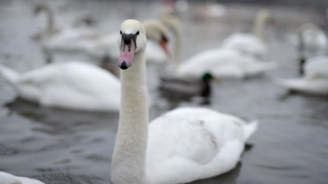 Video of swans swim in the lake