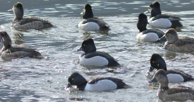 Ring-necked duck swimming in lake in Whistler, BC, Canada. 