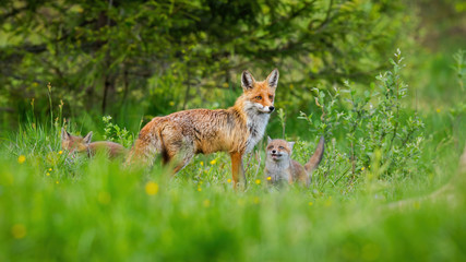Naklejka na ściany i meble Little red fox, vulpes vulpes, cubs playing around their protective mother on green meadow with forest in background. Adorable animal family with copy space.