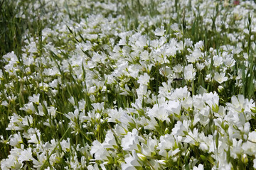 Fototapeta premium Closeup of a bountiful field of snow white meadowfoam (Limnanthes douglasii nivea), a wildflower.