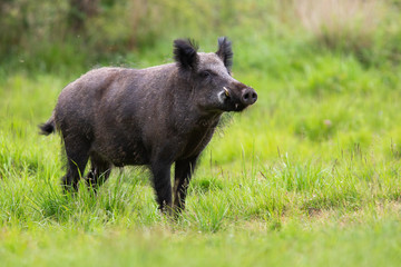 Male wild boar, sus scrofa, sniffing with snout up on glade with green grass in summer nature. Attentive animal with long white tusks standing in wilderness from side view.