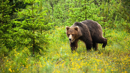 Cute young bear, ursus arctos, walking in natural habitat of forest clearing with spruce trees in behind. Shy wild mammal with brown fur walking on meadow with flowers.