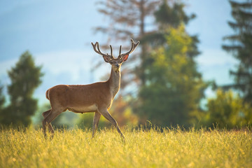 Naklejka na ściany i meble Curious red deer, cervus elaphus, walking on a meadow with green grass with head holding high up. Shy wild mammal taking a step in the morning from side view. Animal in natural environment.