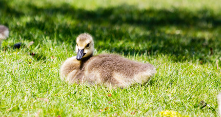 Adorable Baby Goose