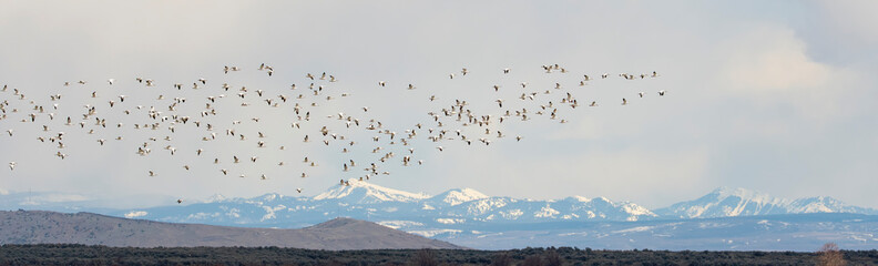 Snow Geese in flight against a blue sky at the Market Lake National Wildlife Management Area in Idaho in the Spring 