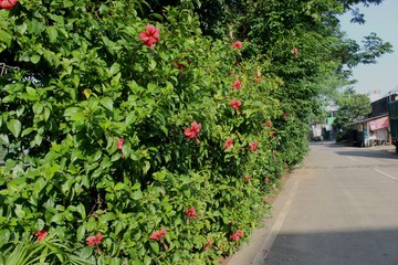 Park on the edge of Jakarta. Park to beautify the road. Greening program for public roads. Ornamental plant program on the road. Community participation to beautify the road