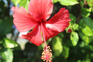 Park on the edge of Jakarta. Park to beautify the road. Greening program for public roads. Ornamental plant program on the road. Community participation to beautify the road