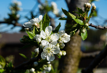 apple tree blossom